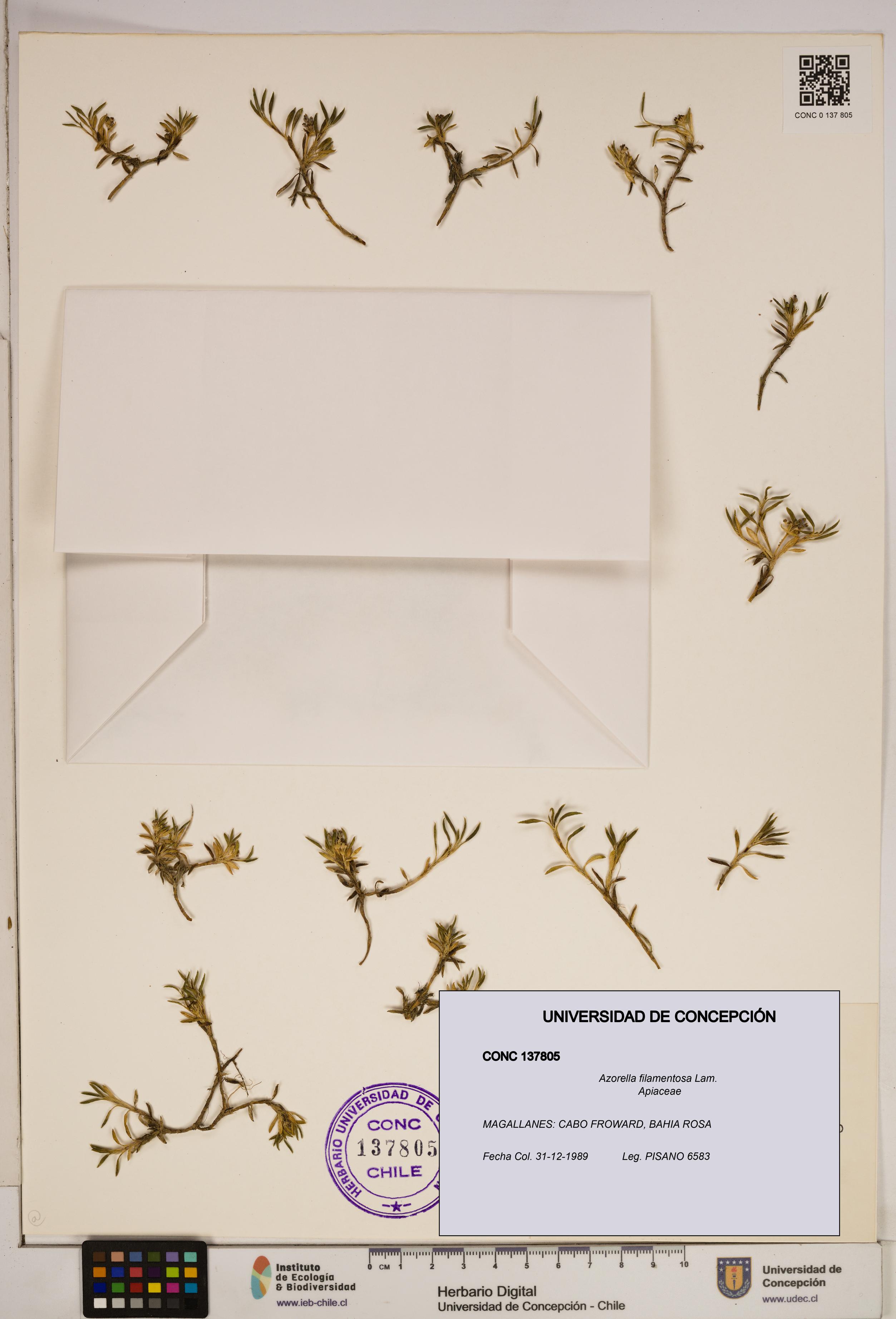 Azorella filamentosa [Espécimen: ]