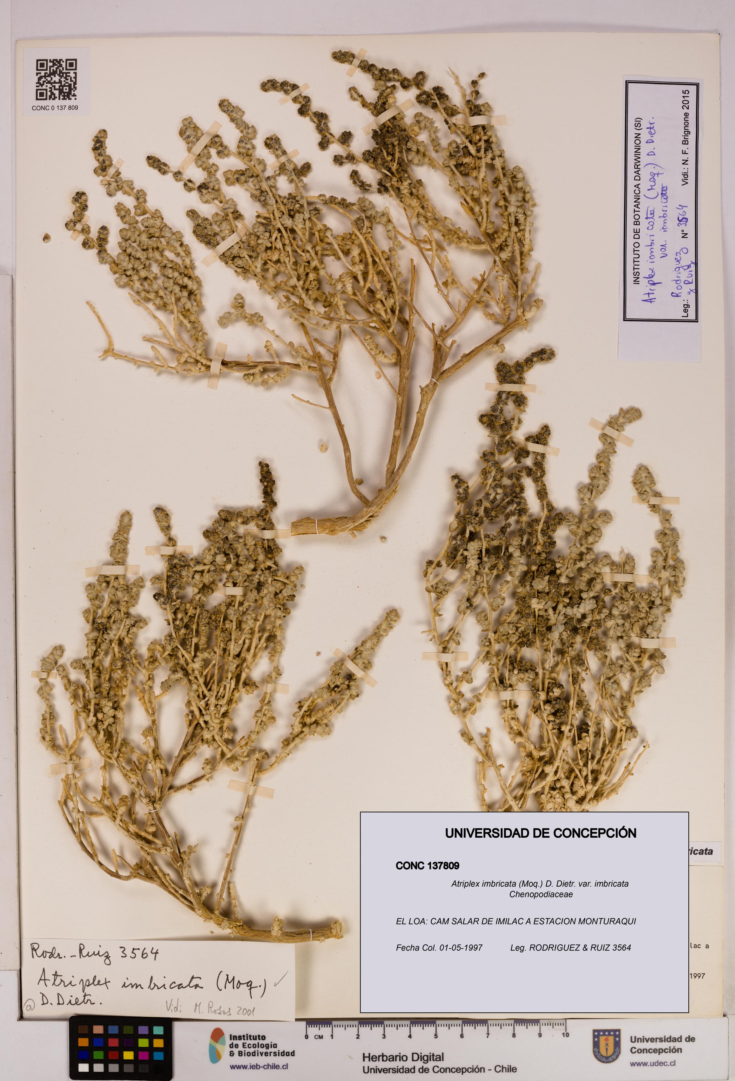 Atriplex imbricata [Espécimen: UDEC:CONC:0137809]