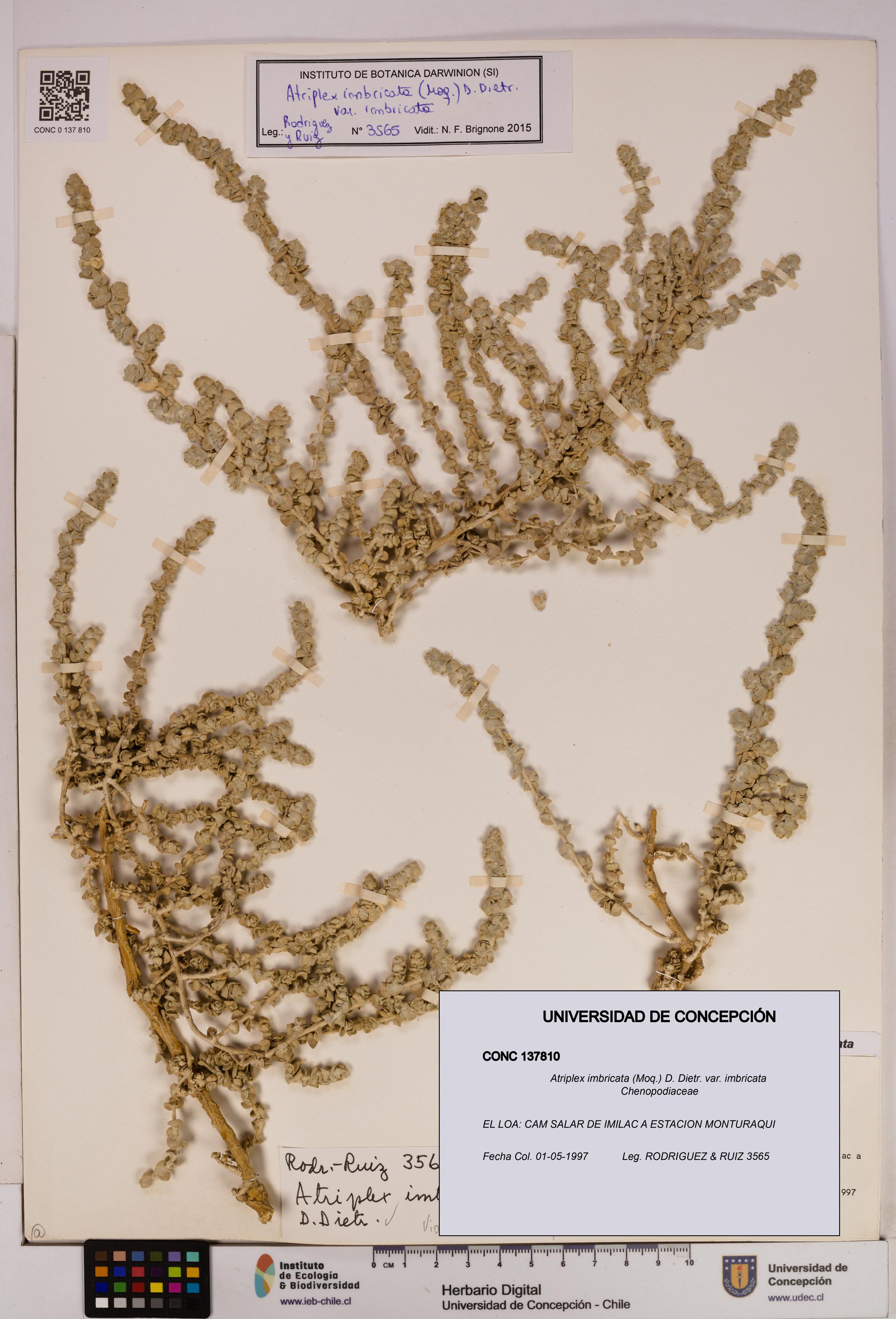Atriplex imbricata [Espécimen: UDEC:CONC:0137810]
