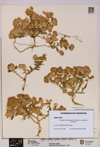 Philippiamra celosioides [Espécimen: ]