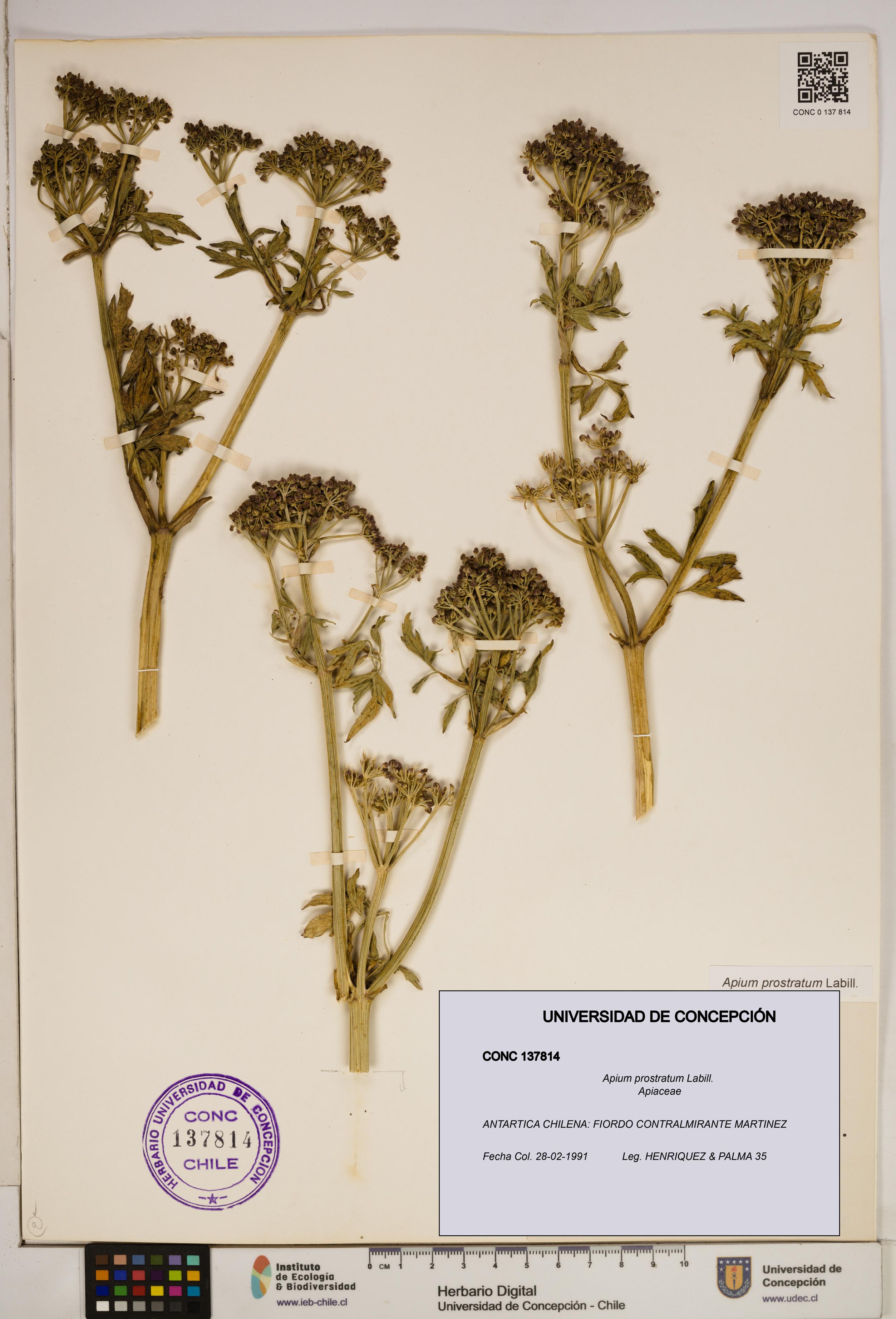Apium prostratum [Espécimen: ]