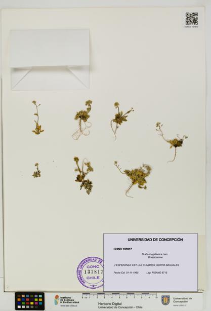Draba magellanica [Espécimen: UDEC:CONC:0137817]