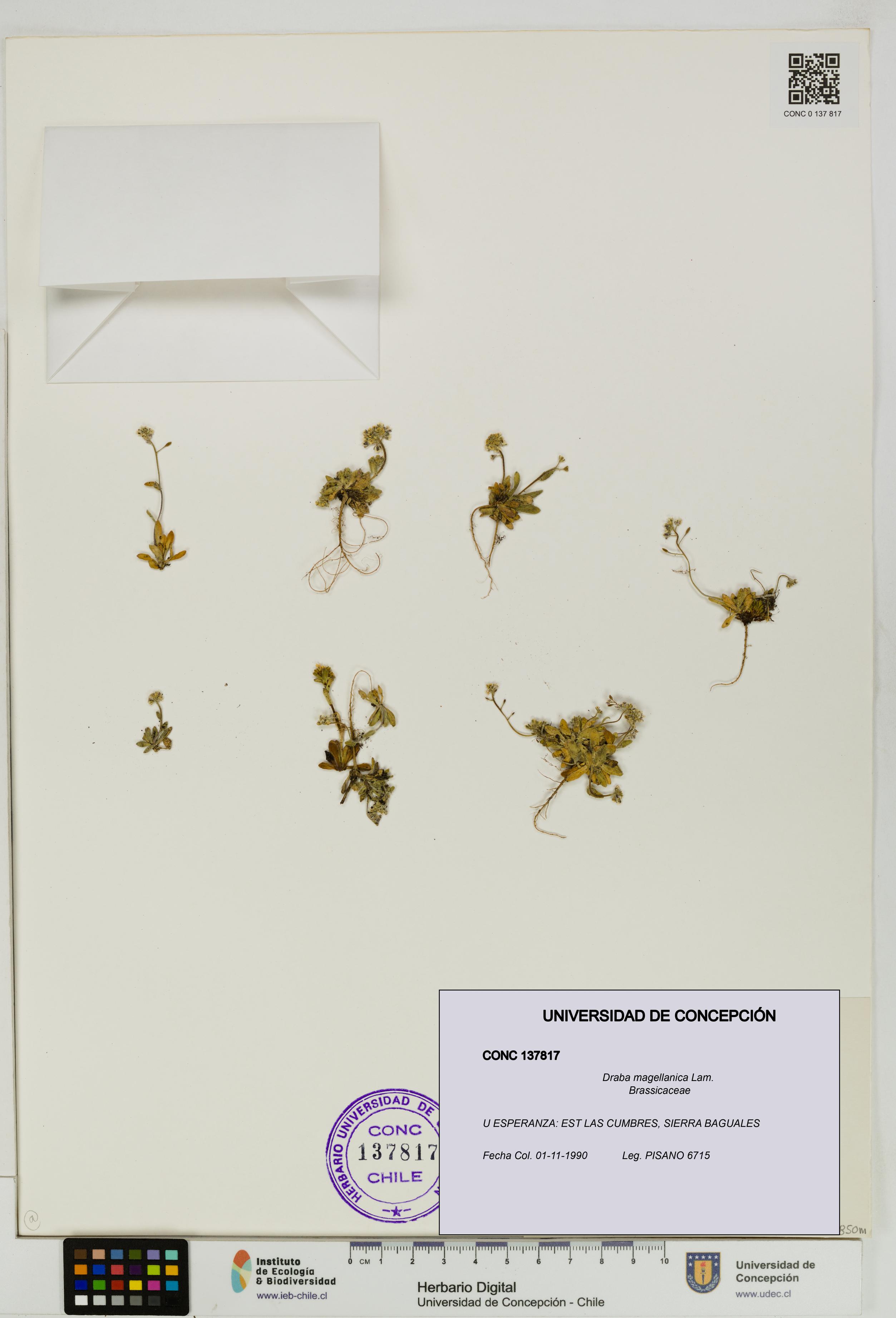 Draba magellanica [Espécimen: UDEC:CONC:0137817]