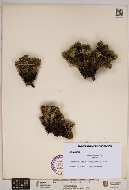 Azorella monantha [Espécimen: ]