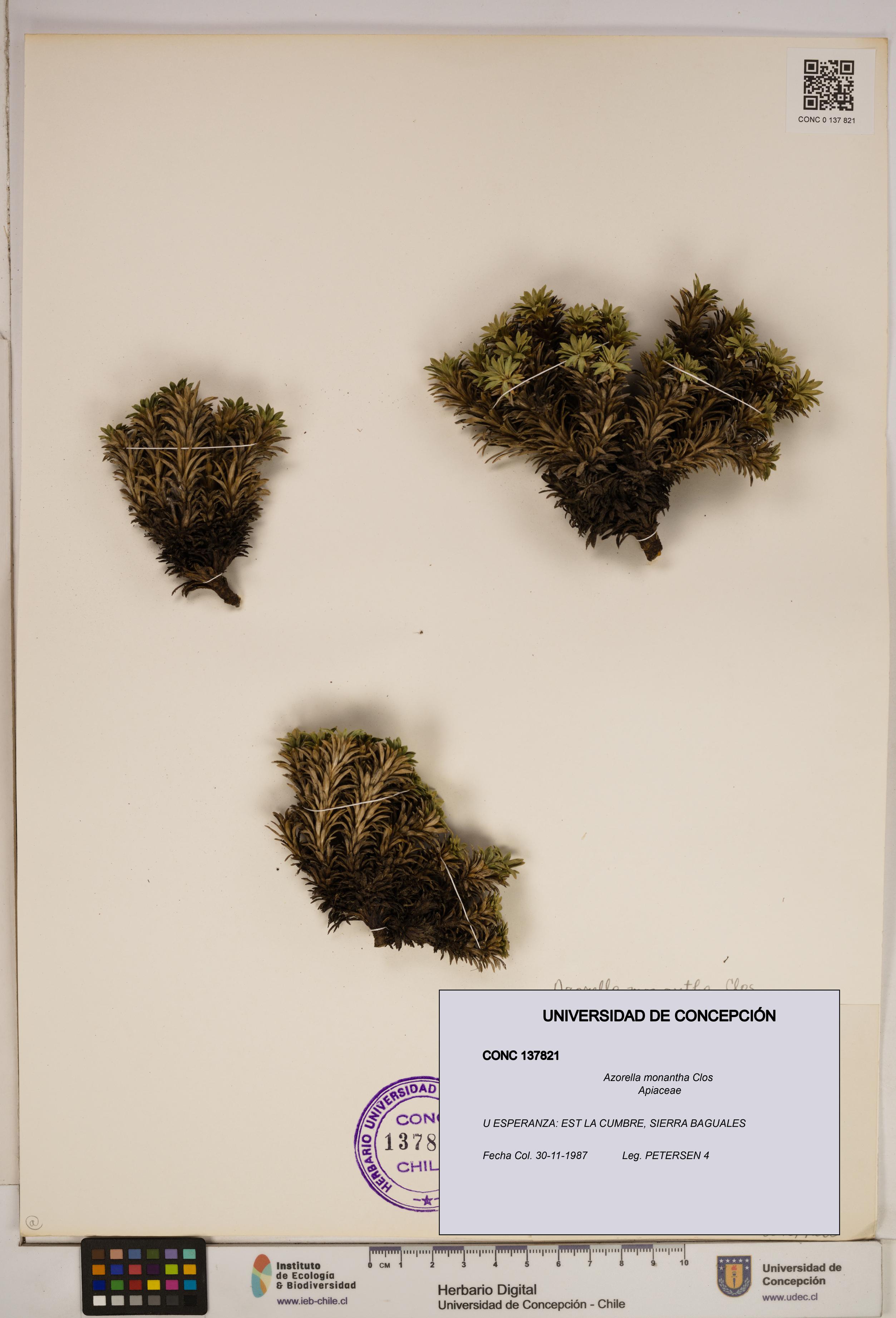 Azorella monantha [Espécimen: ]