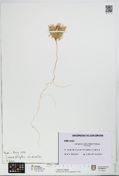 Doniophyton weddellii [Espécimen: UDEC:CONC:0137827]