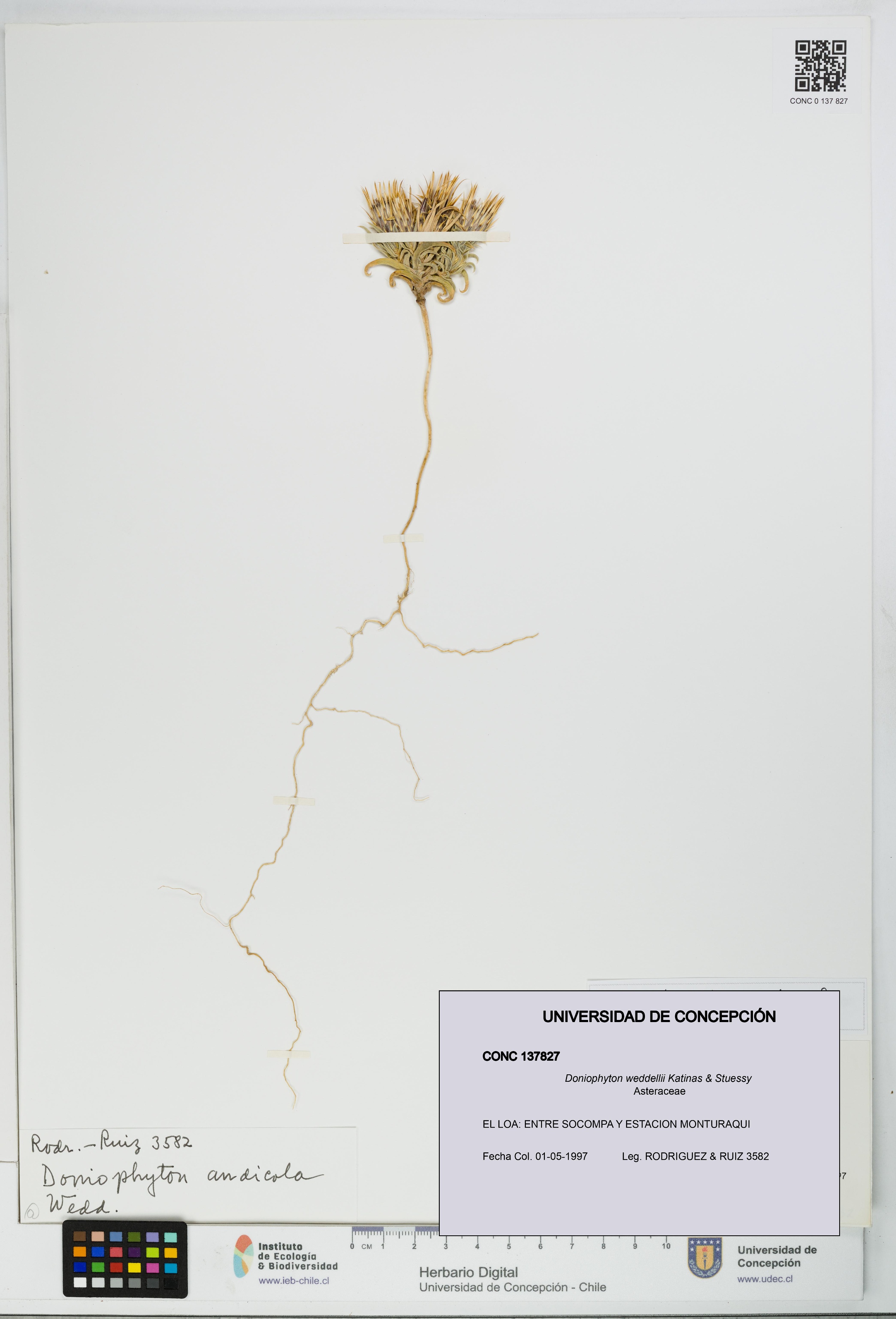 Doniophyton weddellii [Espécimen: UDEC:CONC:0137827]
