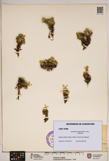 Azorella trifurcata [Espécimen: ]