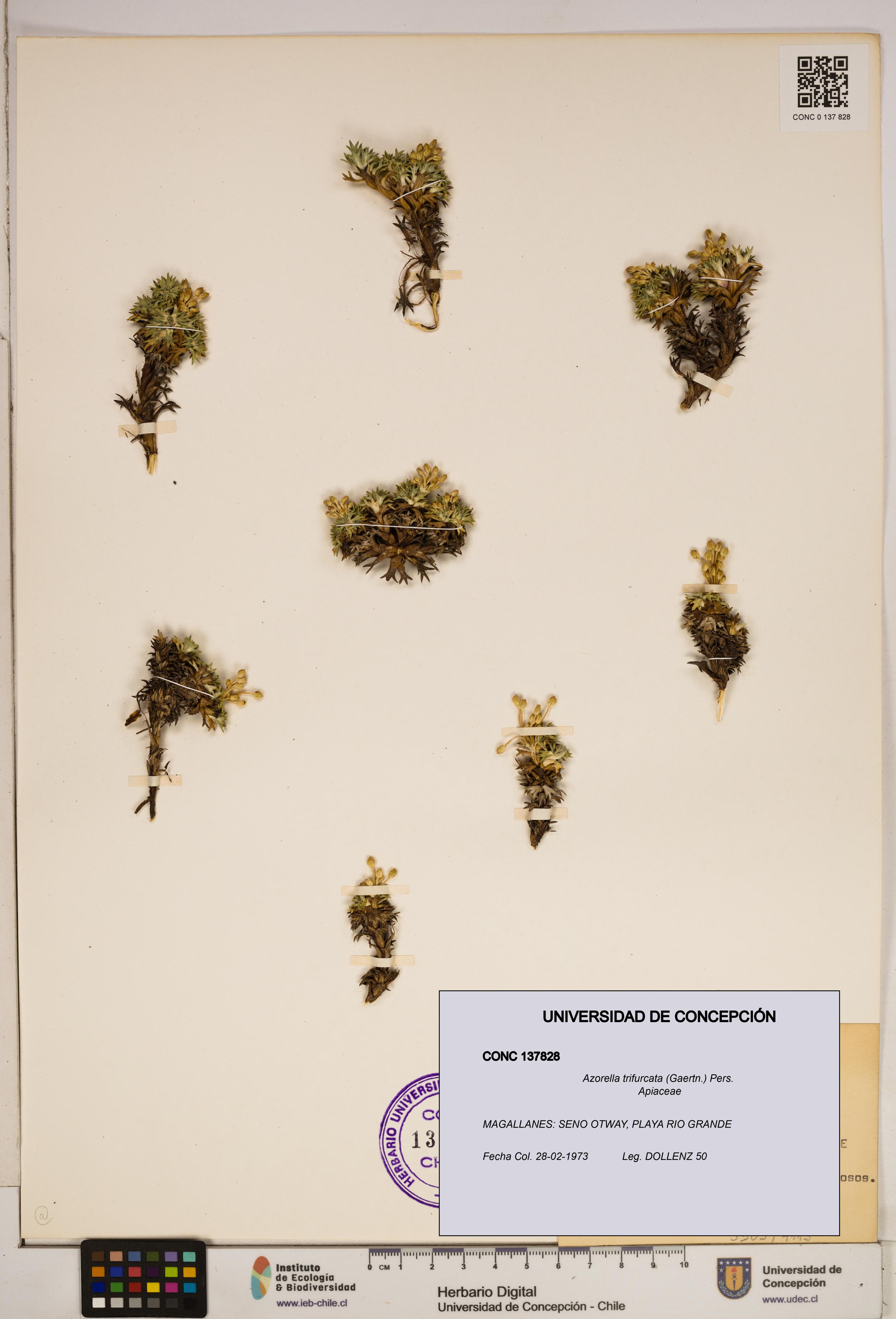 Azorella trifurcata [Espécimen: ]