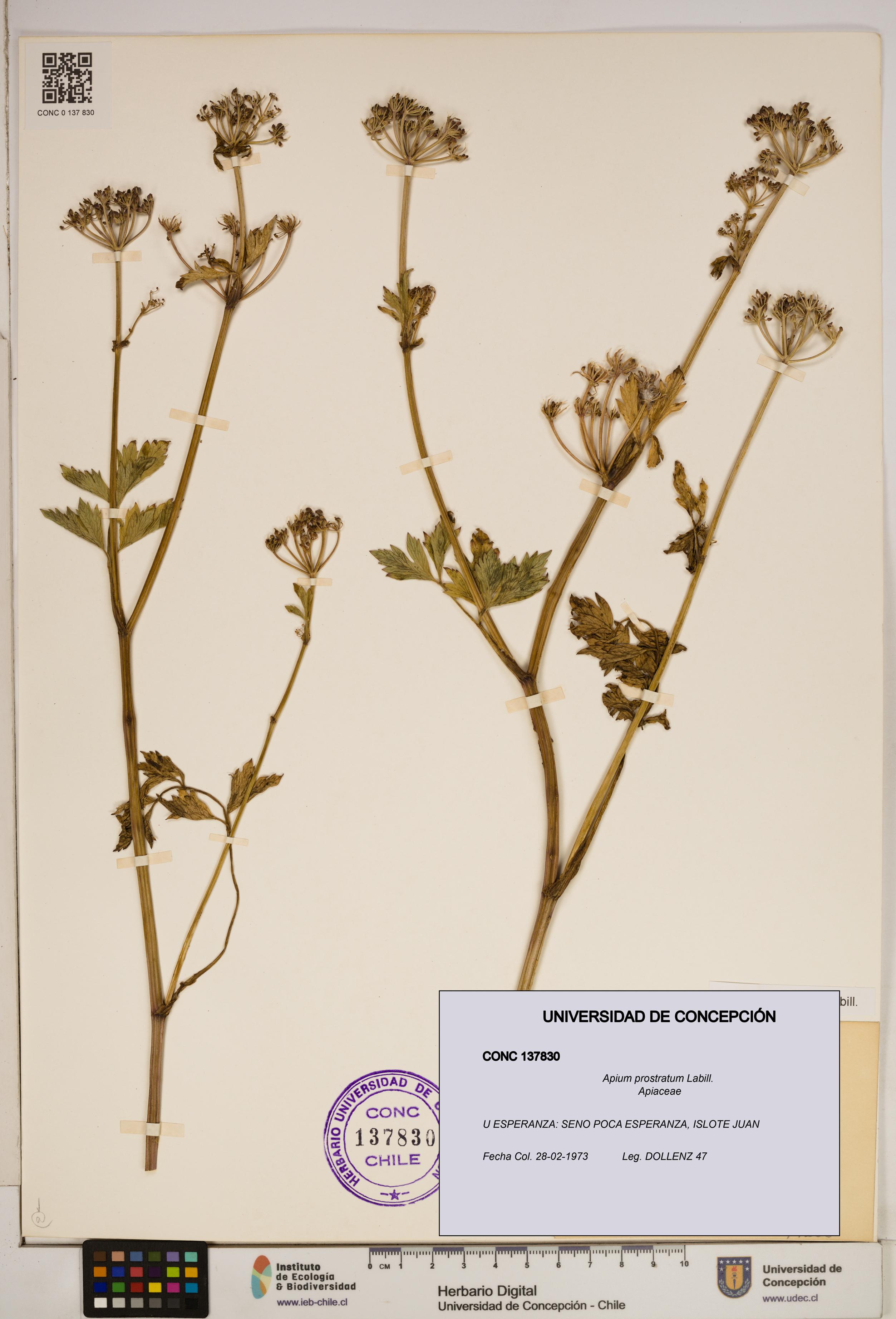 Apium prostratum [Espécimen: ]