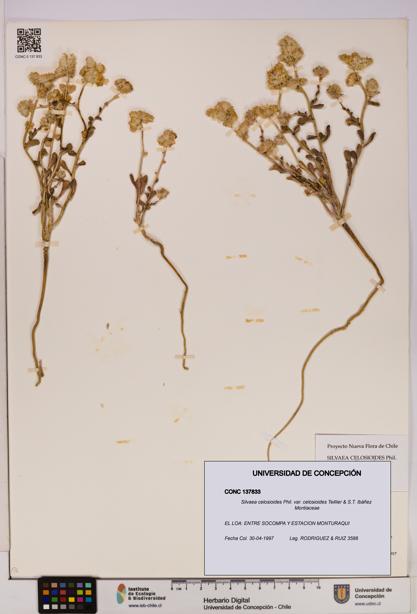 Silvaea celosioides var. celosioides [Espécimen: UDEC:CONC:0137833]