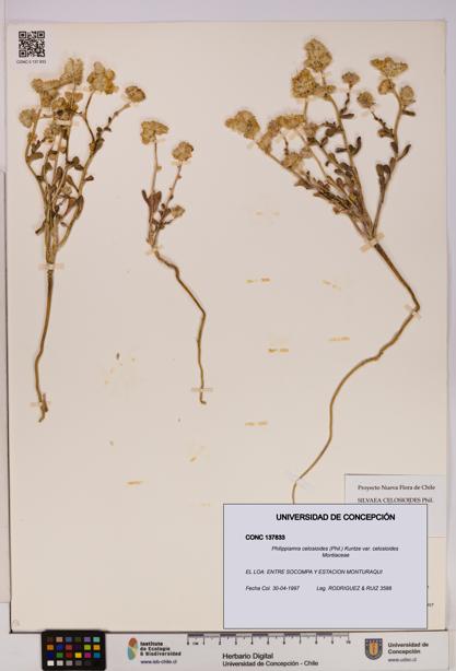 Philippiamra celosioides [Espécimen: ]