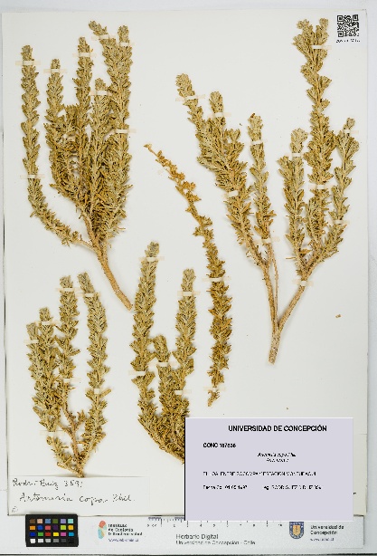 Artemisia copa [Espécimen: UDEC:CONC:0137836]