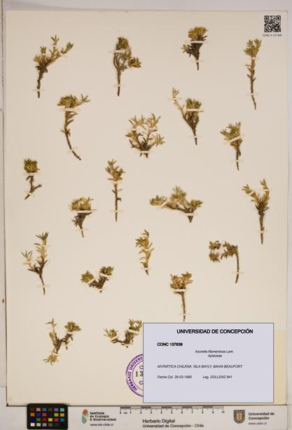 Azorella filamentosa [Espécimen: ]