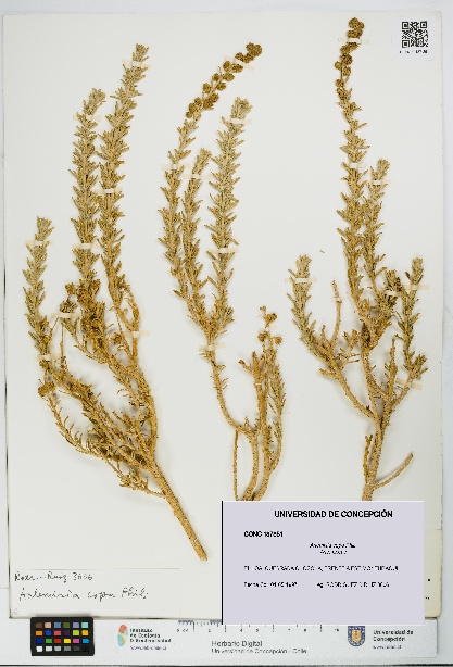 Artemisia copa [Espécimen: UDEC:CONC:0137851]