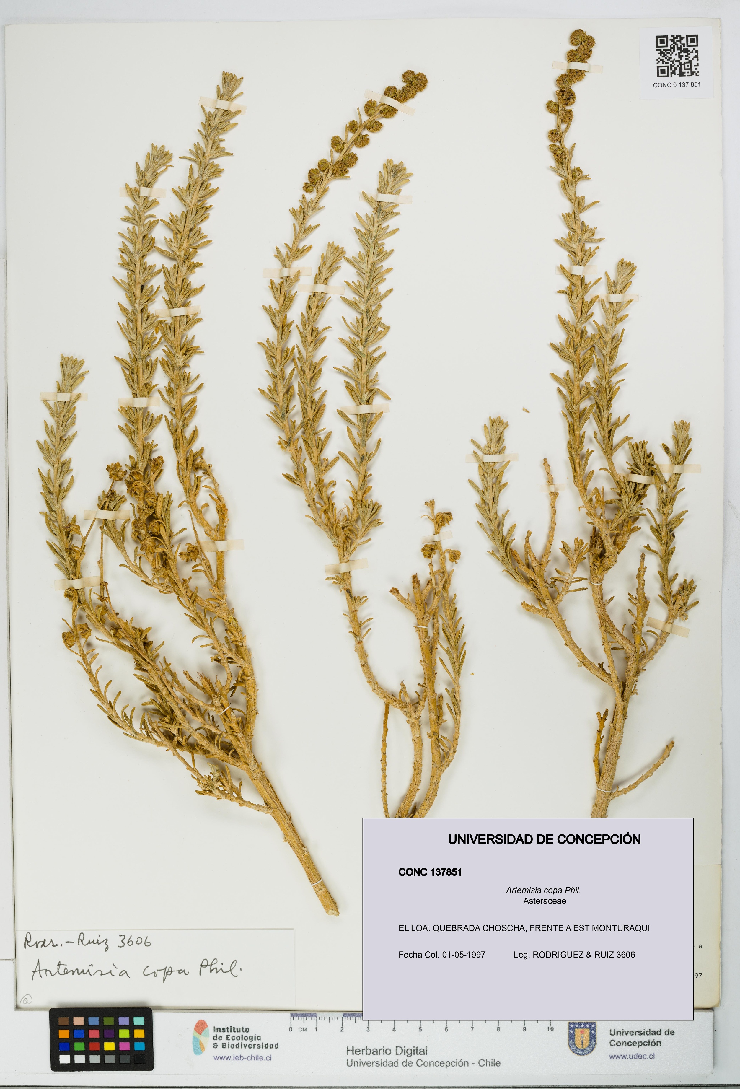Artemisia copa [Espécimen: UDEC:CONC:0137851]