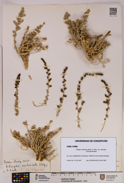 Atriplex imbricata [Espécimen: UDEC:CONC:0137852]
