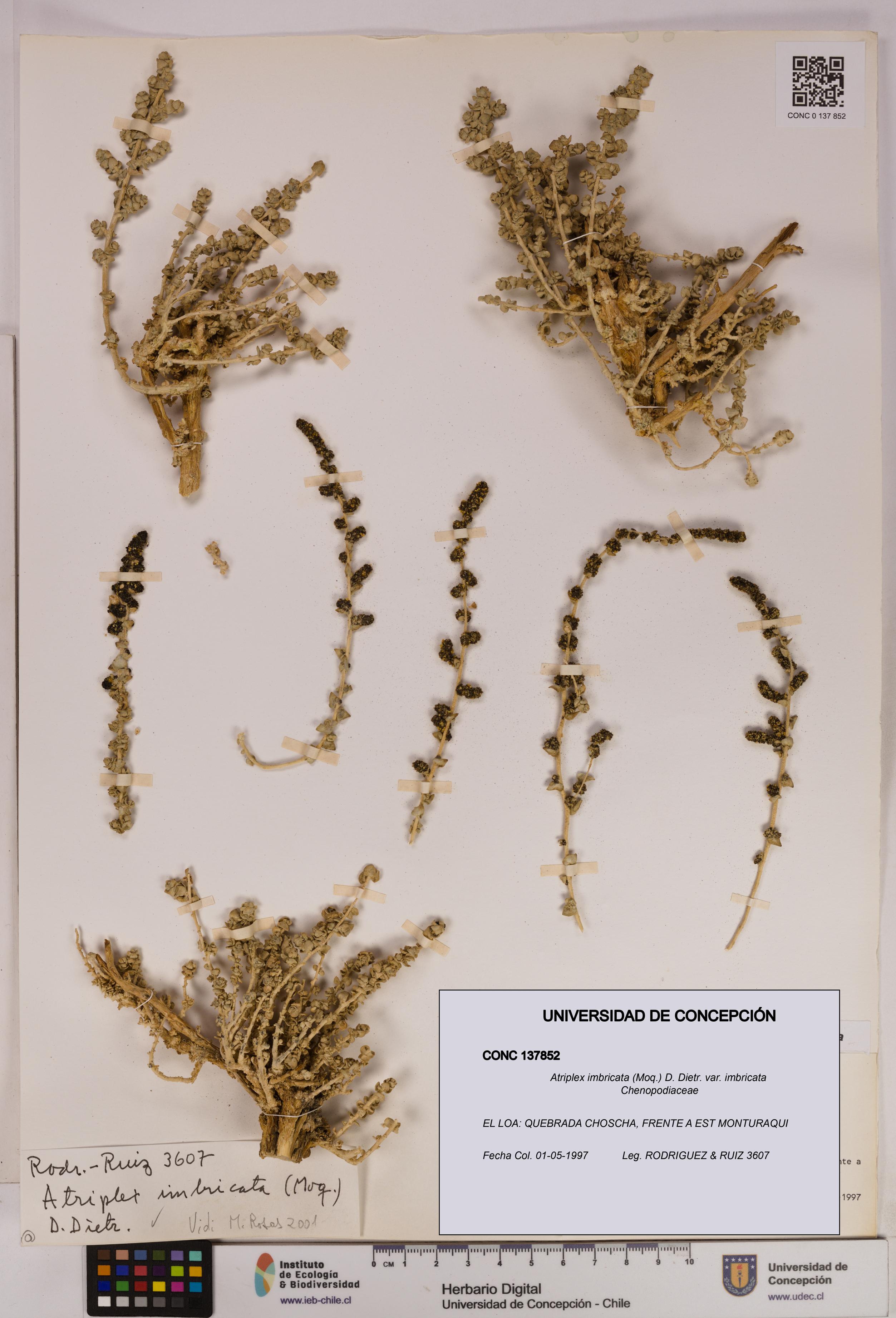 Atriplex imbricata [Espécimen: UDEC:CONC:0137852]