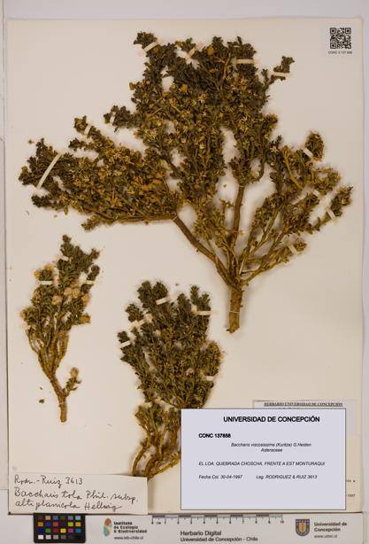 Baccharis tola [Espécimen: UDEC:CONC:0137858]