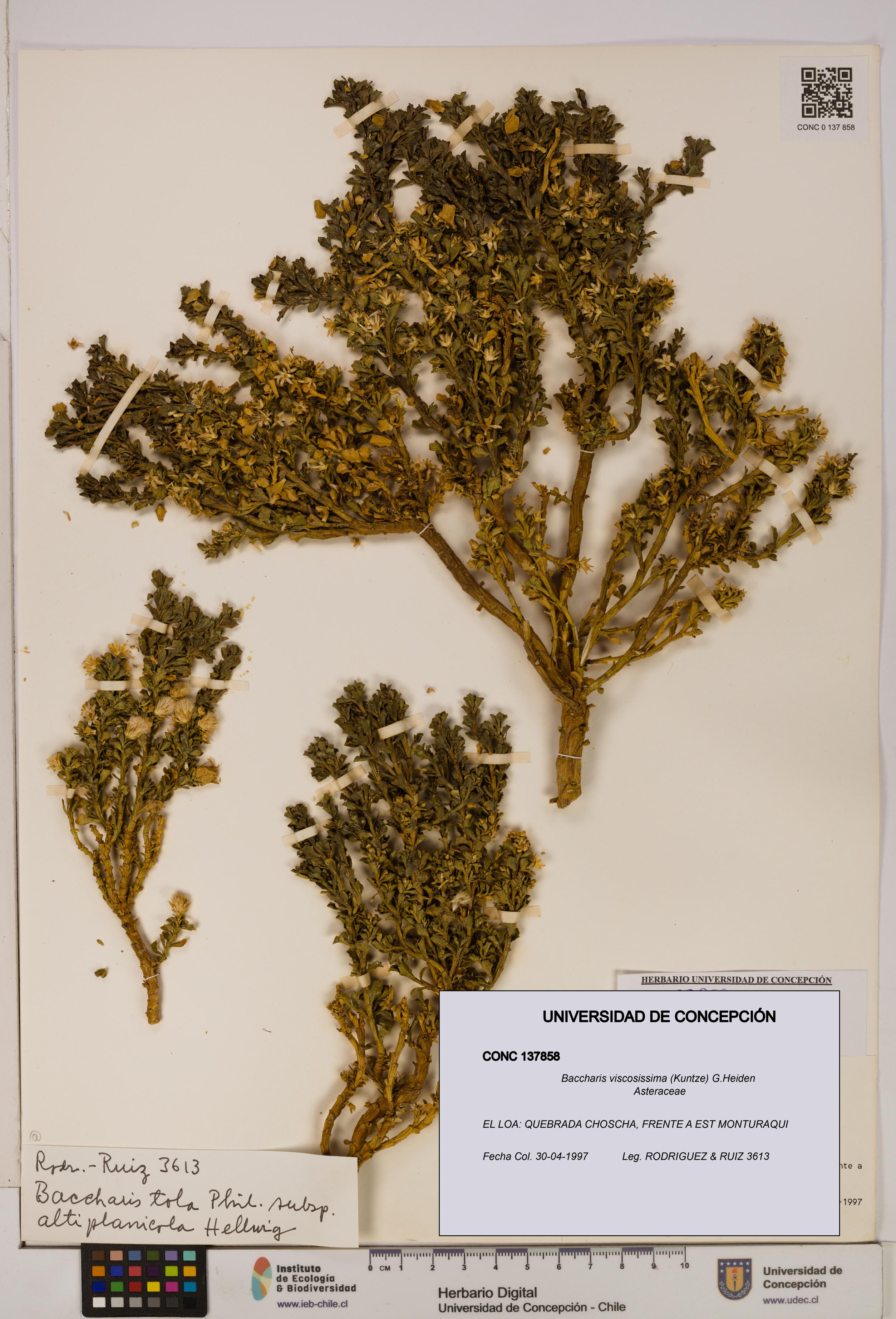 Baccharis tola [Espécimen: UDEC:CONC:0137858]