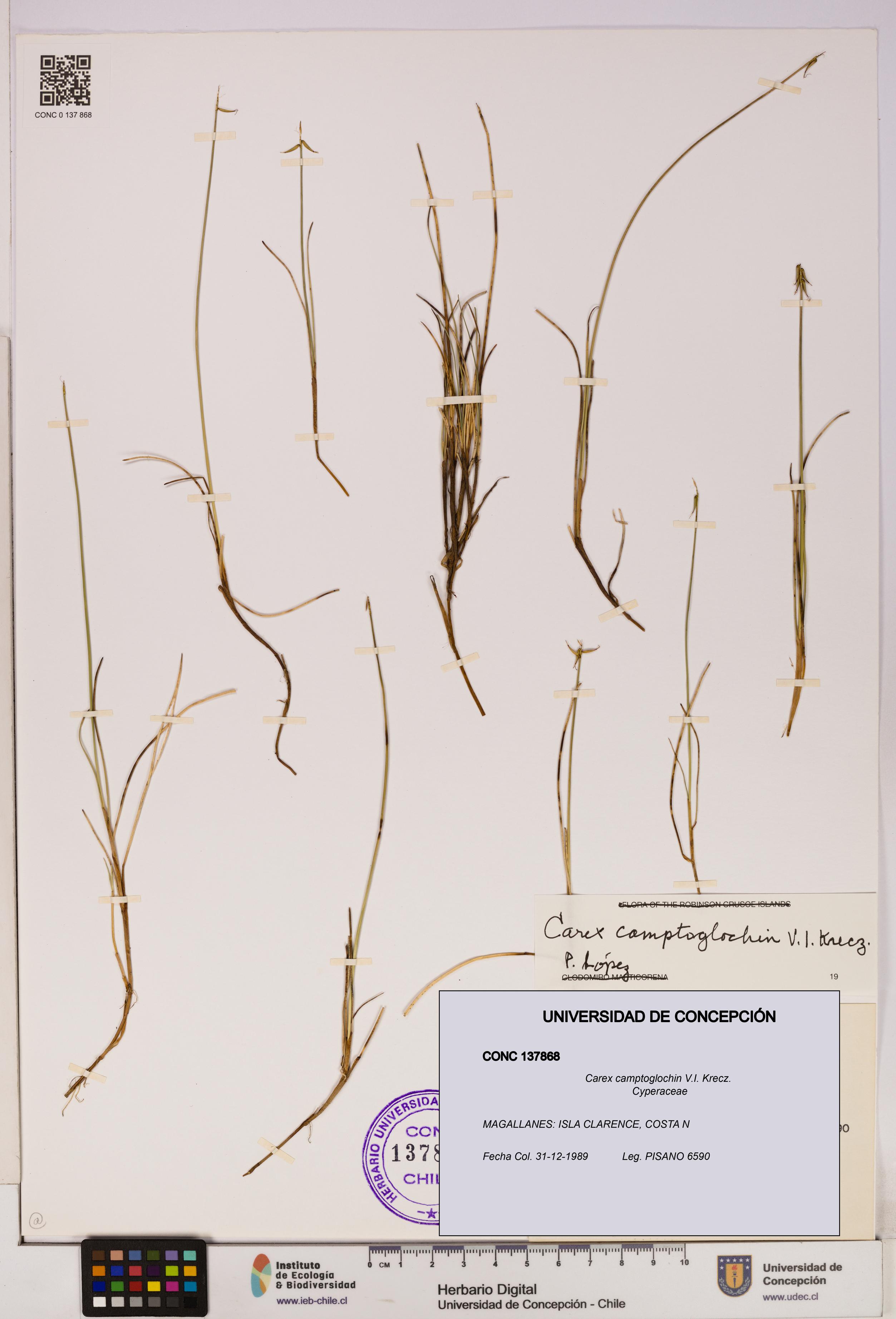 Carex camptoglochin [Espécimen: UDEC:CONC:0137868]