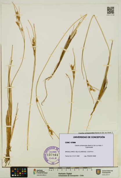 Carpha schoenoides [Espécimen: UDEC:CONC:0137869]