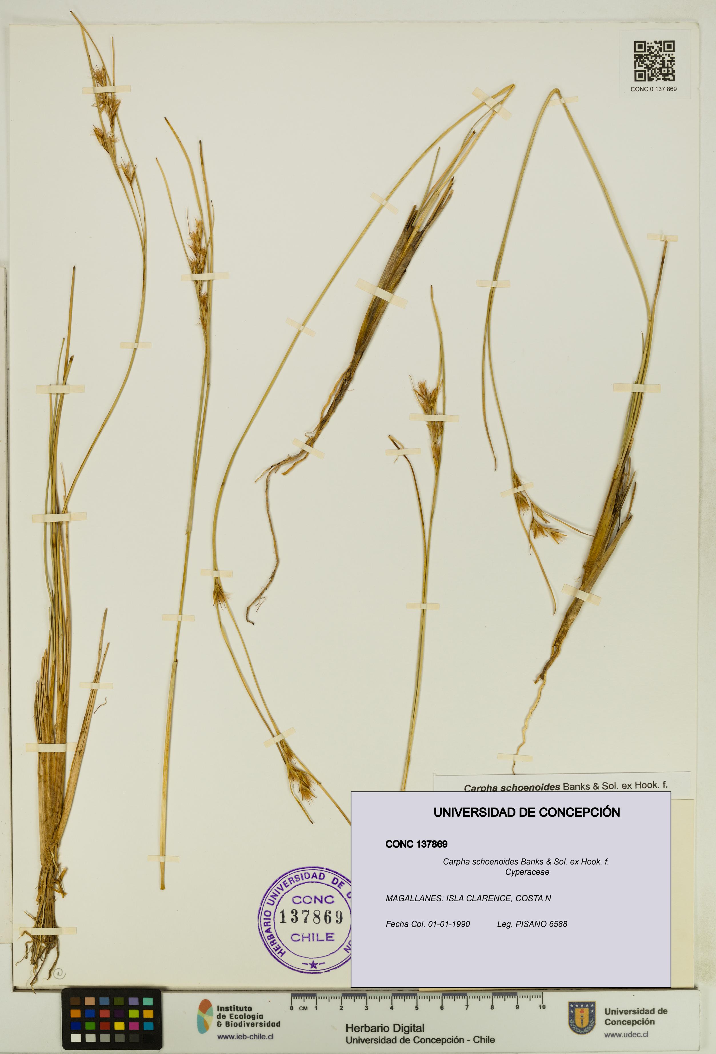 Carpha schoenoides [Espécimen: UDEC:CONC:0137869]