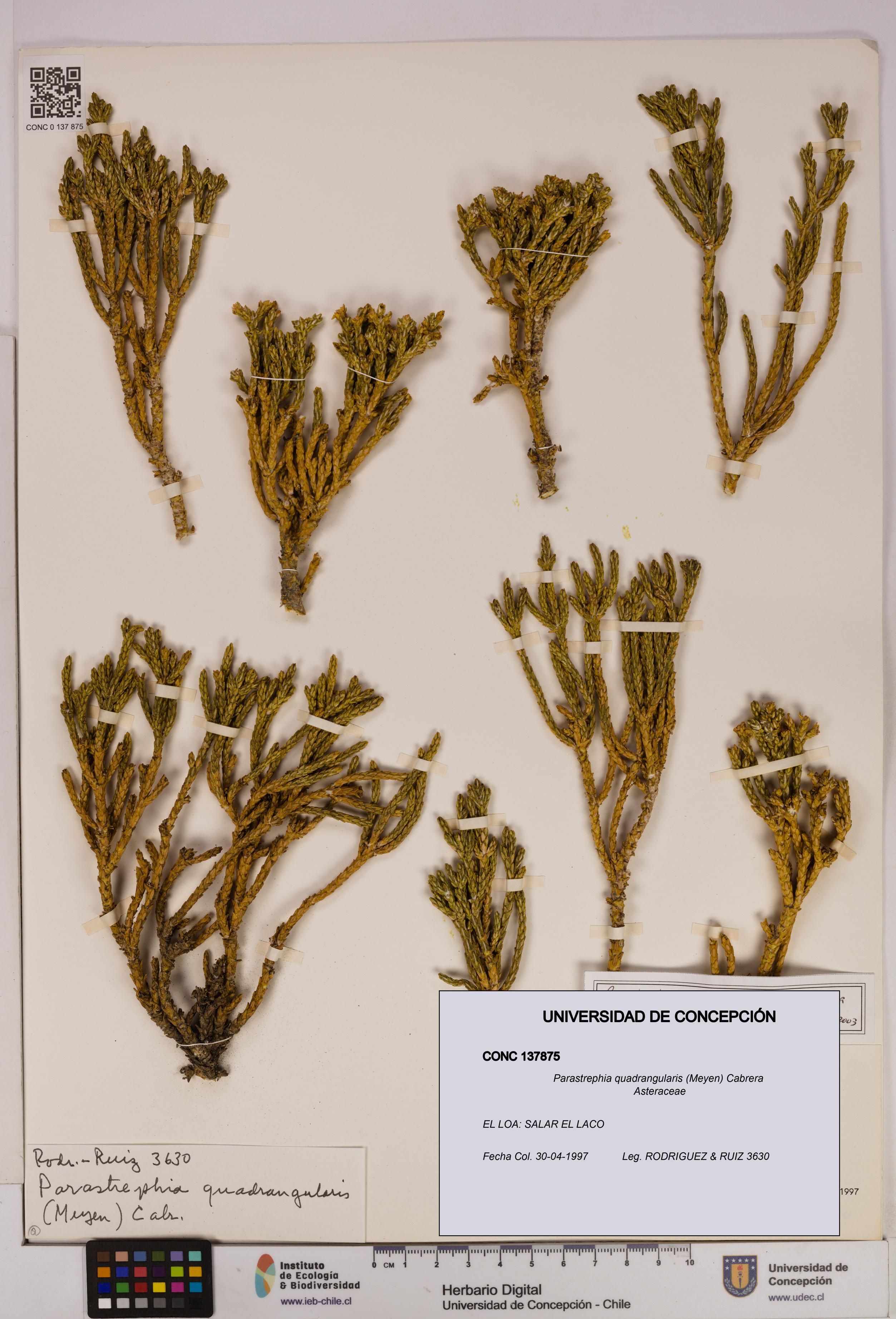Parastrephia quadrangularis [Espécimen: UDEC:CONC:0137875]