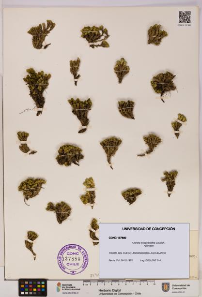 Azorella lycopodioides [Espécimen: UDEC:CONC:0137880]