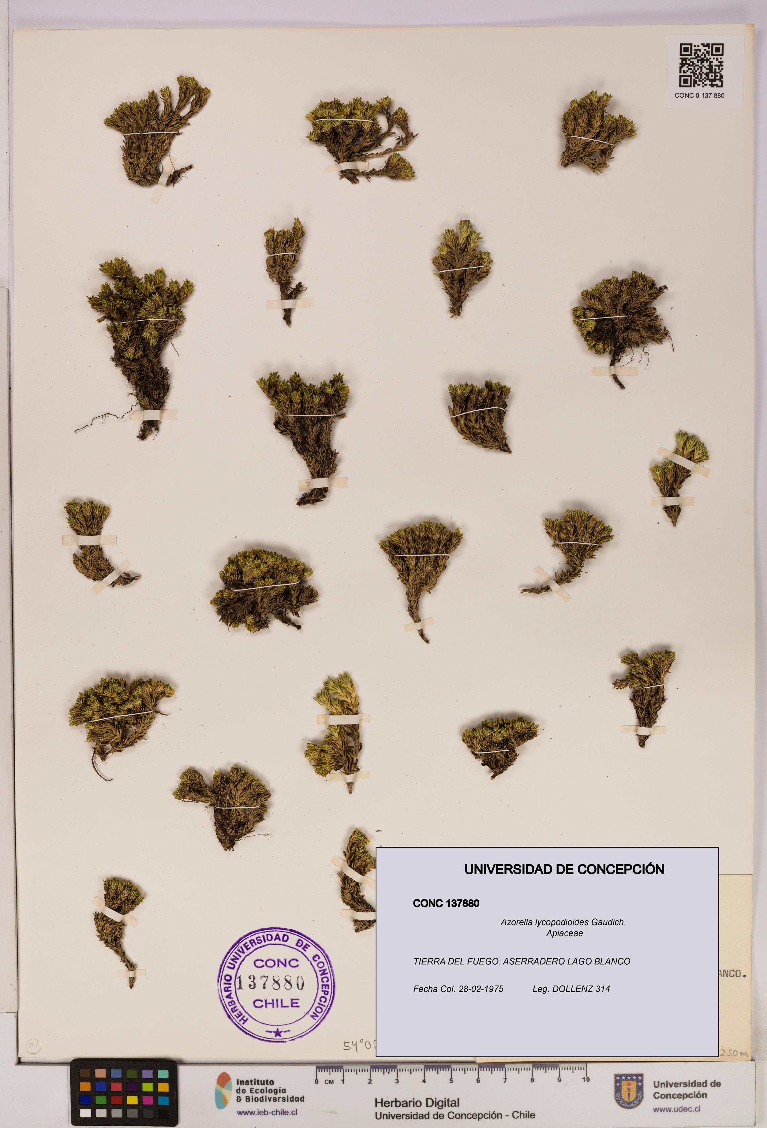 Azorella lycopodioides [Espécimen: UDEC:CONC:0137880]