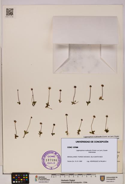 Lagenophora nudicaulis [Espécimen: ]