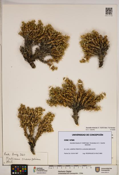 Azorella trisecta [Espécimen: ]