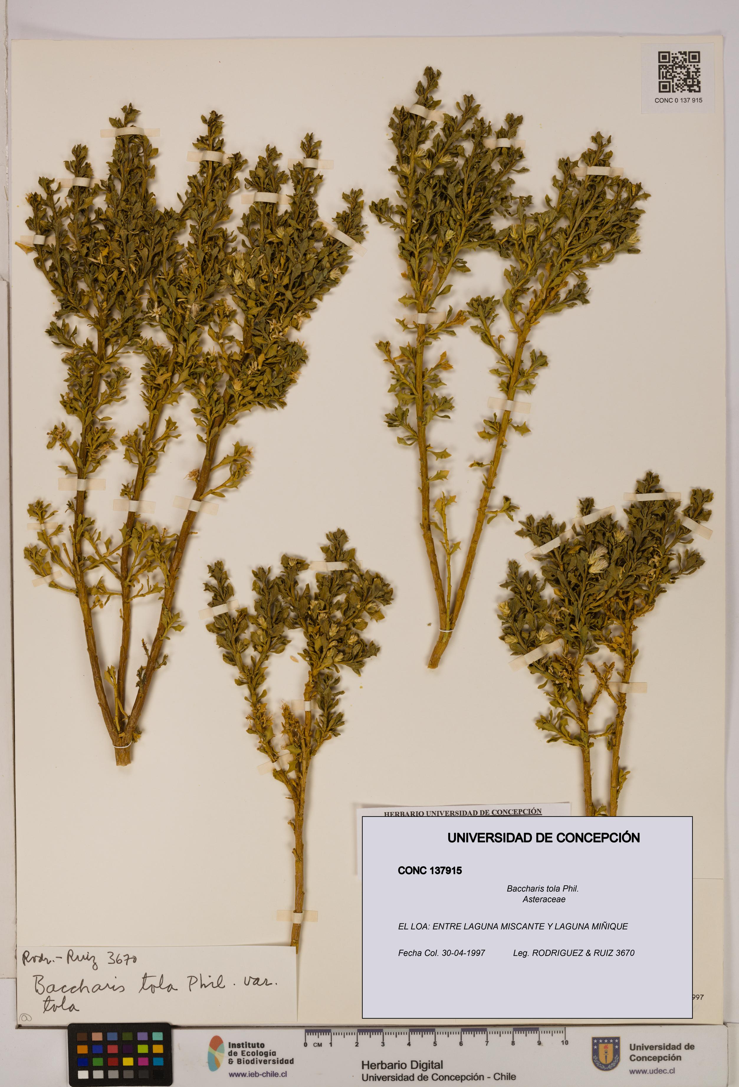 Baccharis tola [Espécimen: UDEC:CONC:0137915]