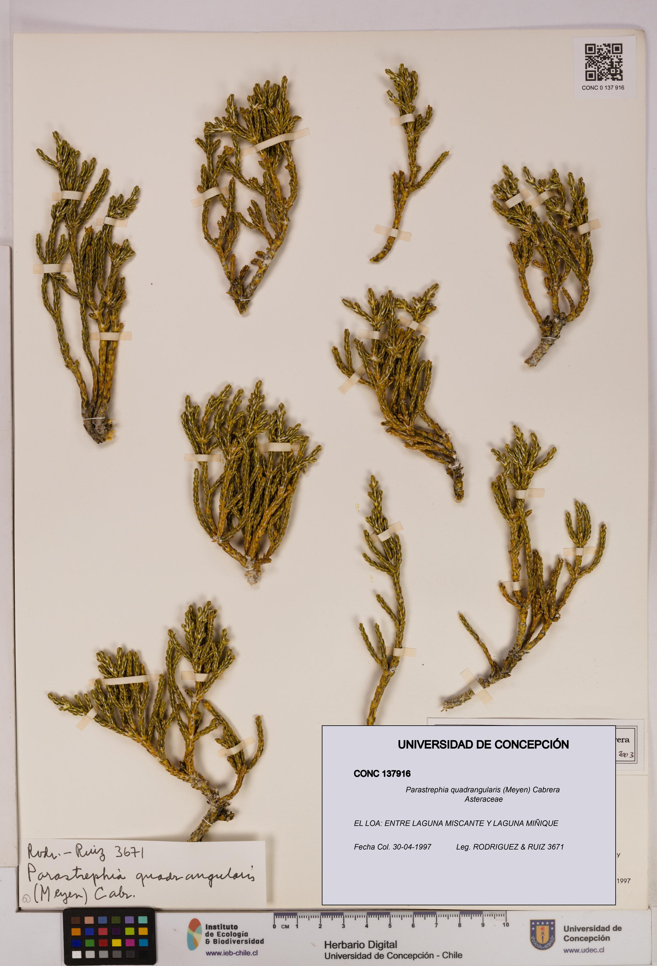 Parastrephia quadrangularis [Espécimen: UDEC:CONC:0137916]