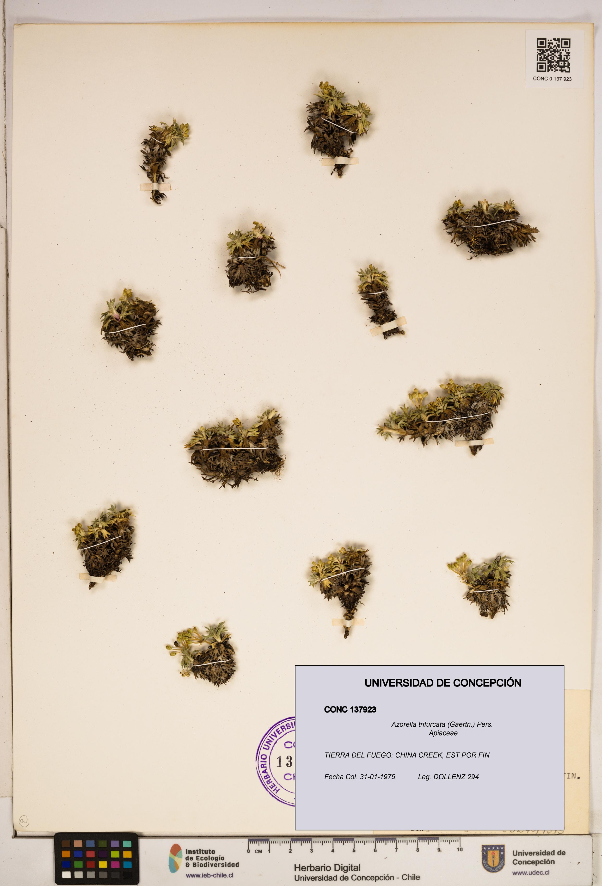 Azorella trifurcata [Espécimen: ]