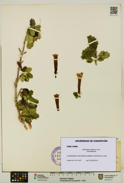 Desfontainia fulgens [Espécimen: UDEC:CONC:0137924]