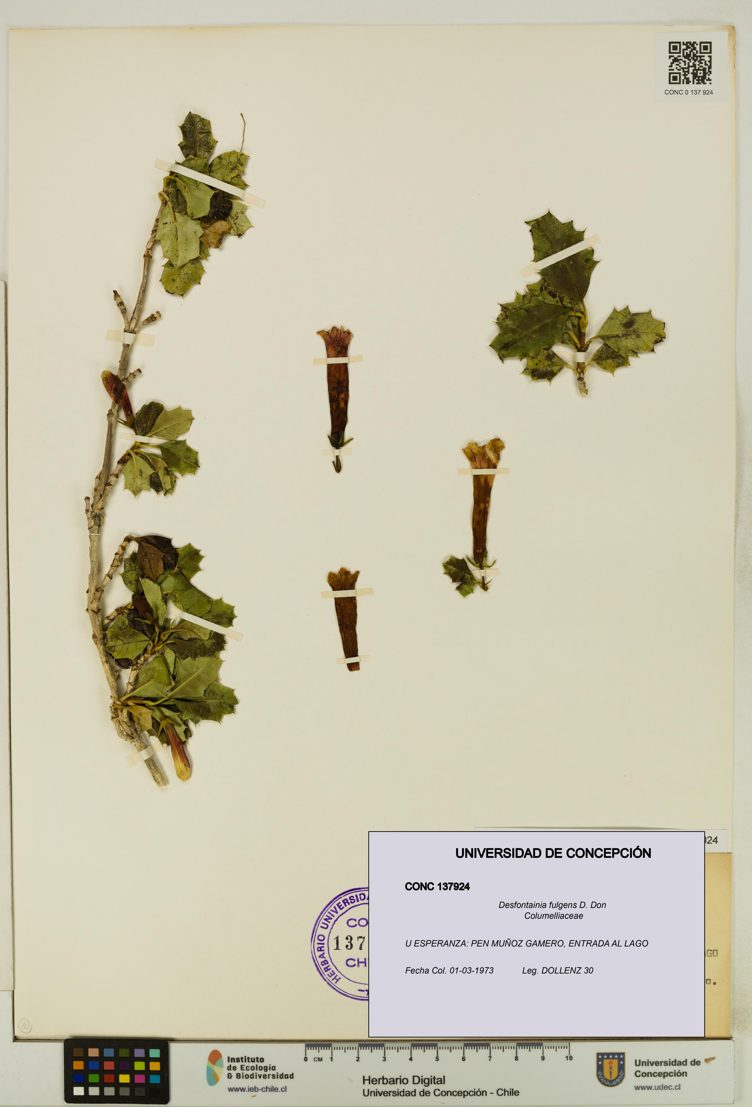Desfontainia fulgens [Espécimen: UDEC:CONC:0137924]