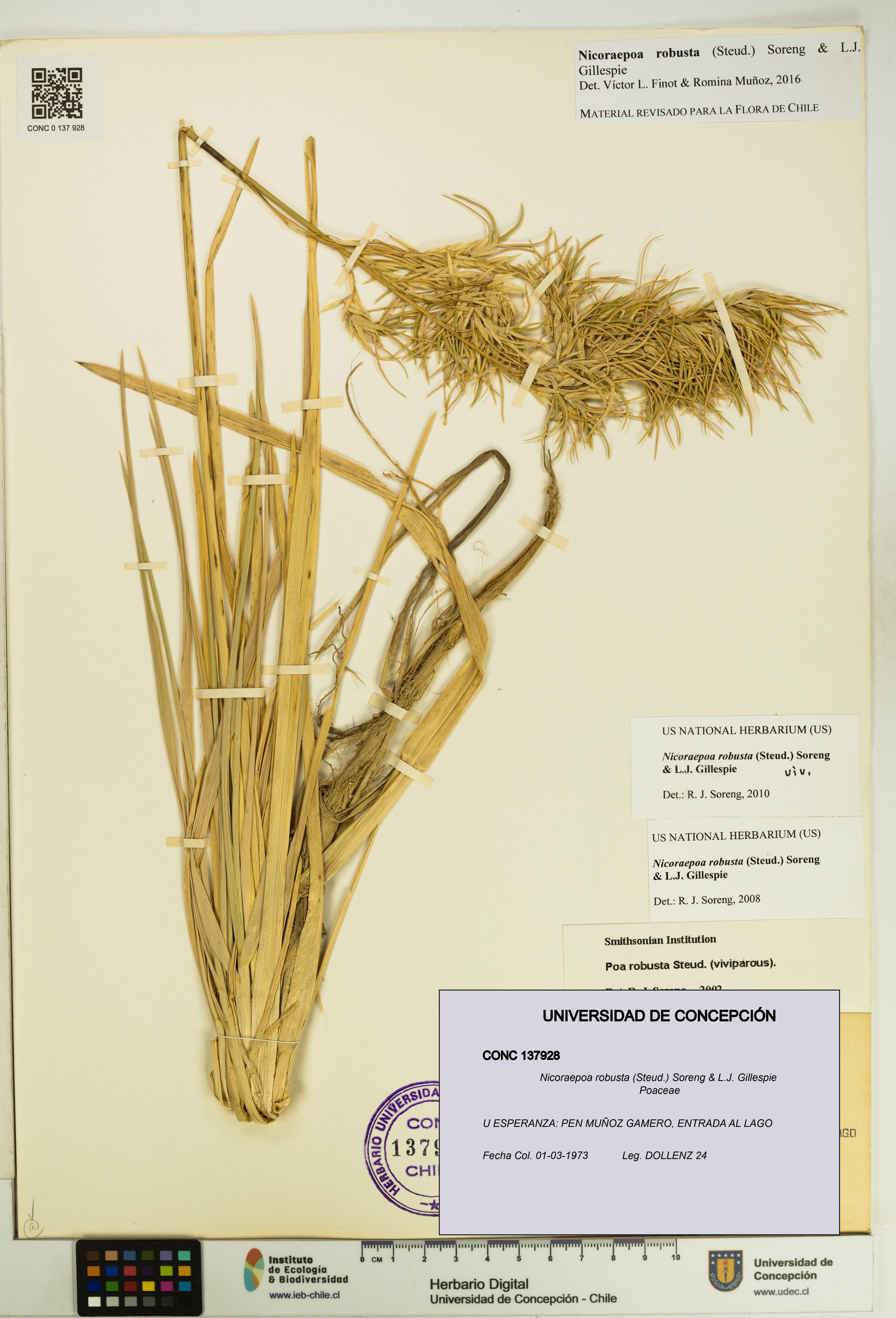 Nicoraepoa robusta [Espécimen: UDEC:CONC:0137928]
