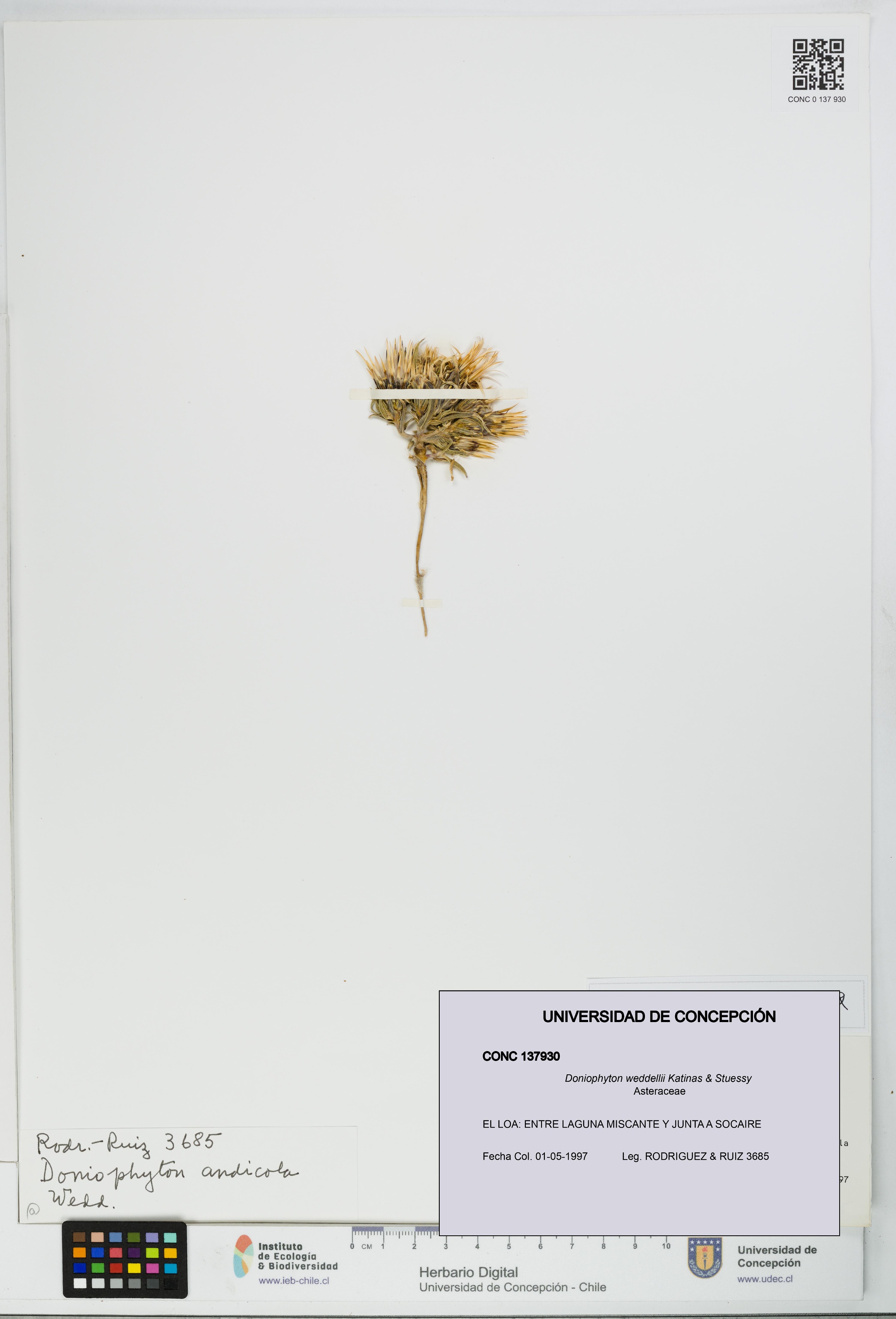 Doniophyton weddellii [Espécimen: UDEC:CONC:0137930]