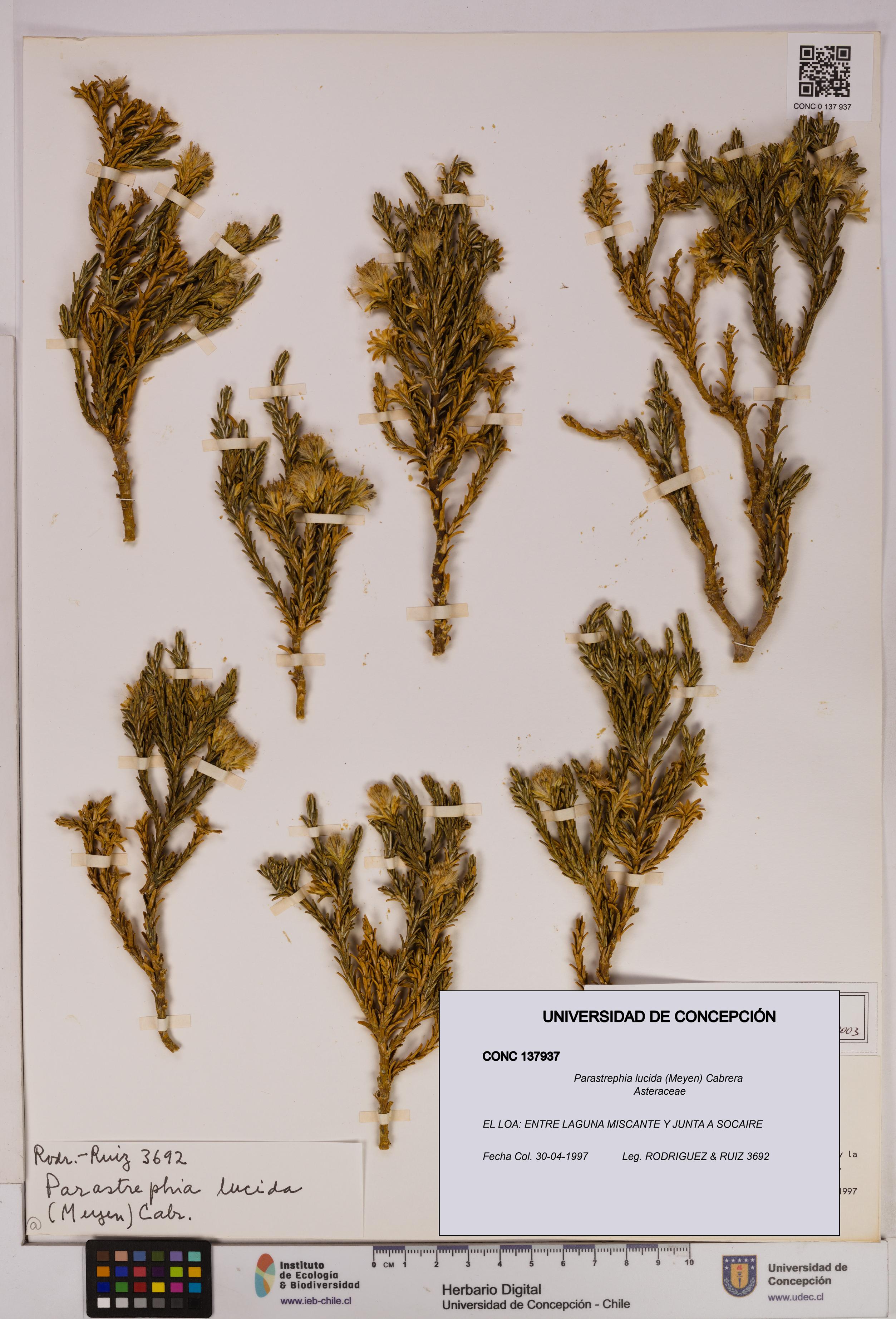 Parastrephia lucida [Espécimen: UDEC:CONC:0137937]