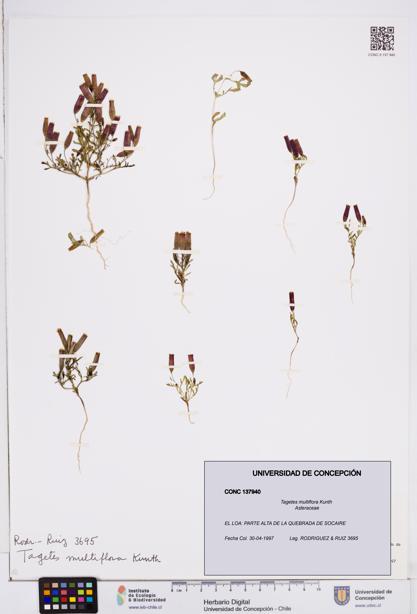 Tagetes multiflora [Espécimen: ]