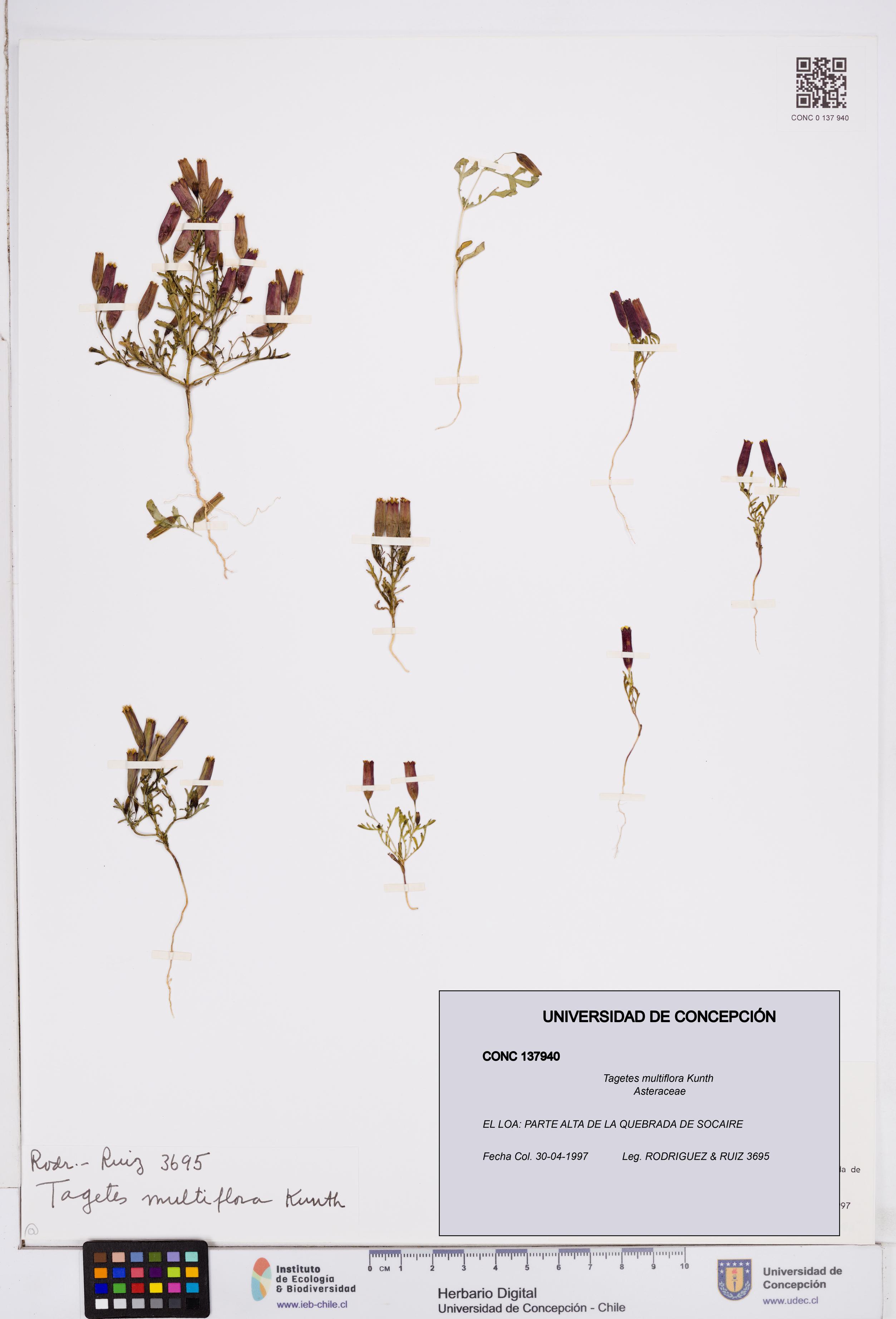 Tagetes multiflora [Espécimen: ]