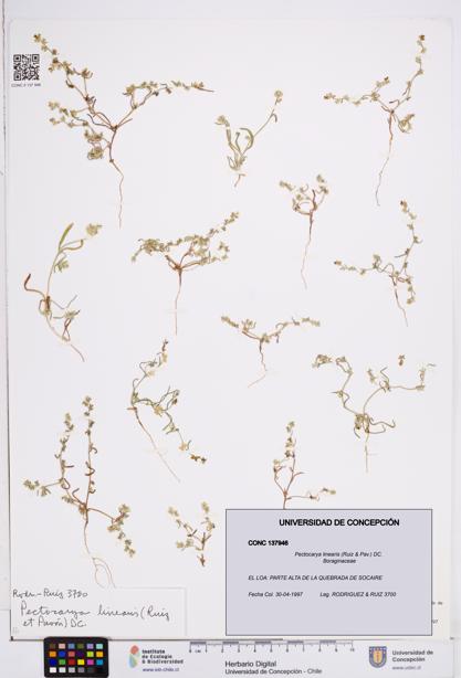 Pectocarya linearis [Espécimen: ]