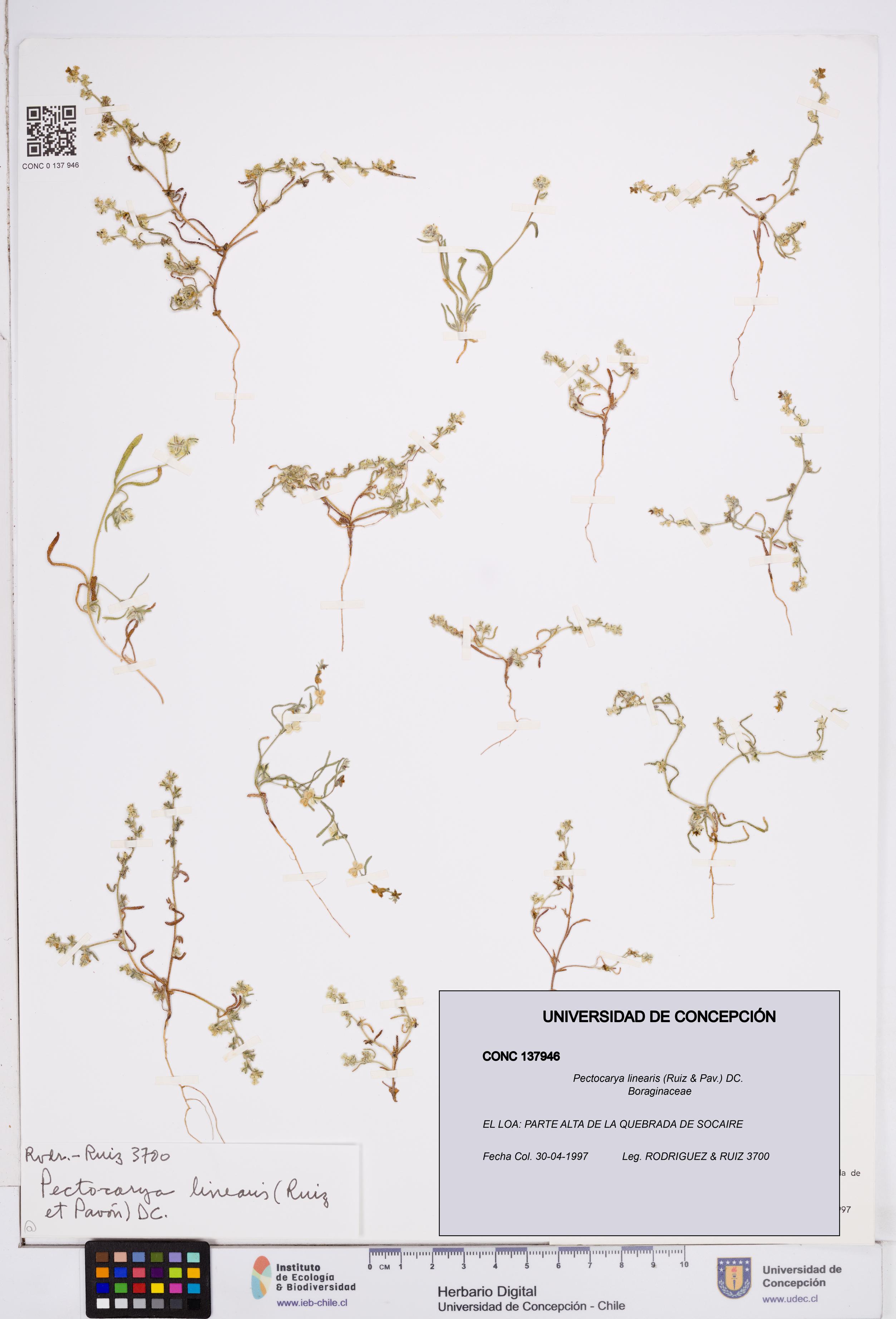 Pectocarya linearis [Espécimen: ]