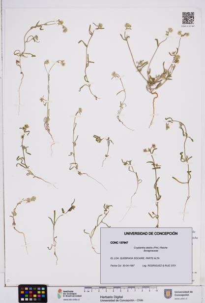 Cryptantha debilis [Espécimen: ]