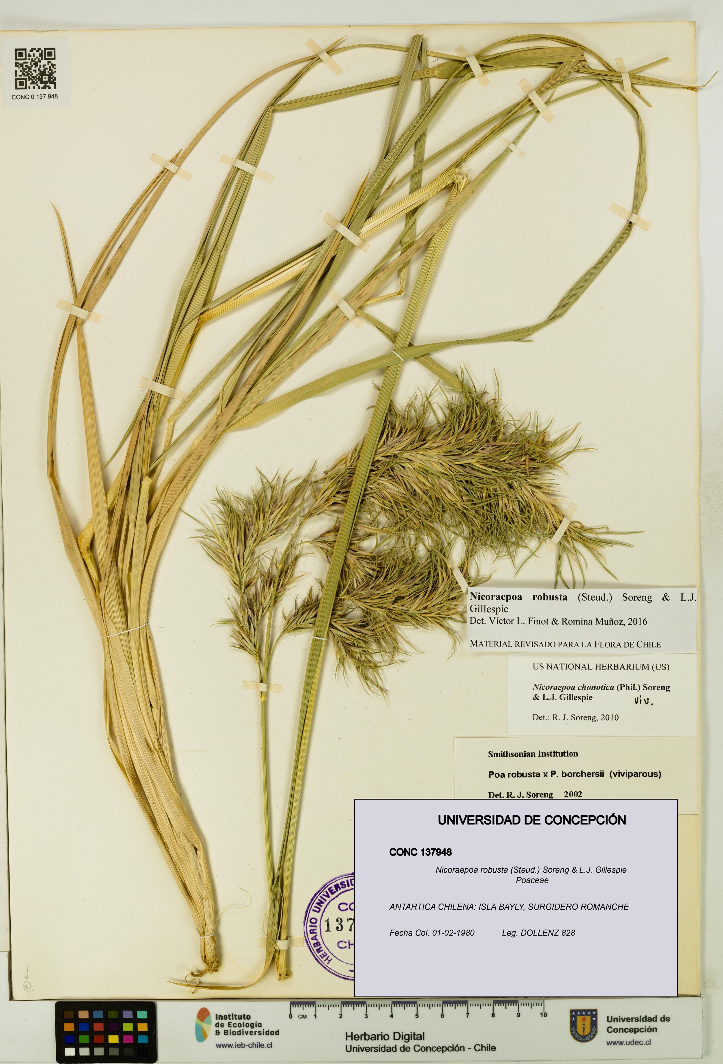 Nicoraepoa robusta [Espécimen: UDEC:CONC:0137948]