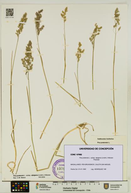 Poa pratensis [Espécimen: UDEC:CONC:0137952]