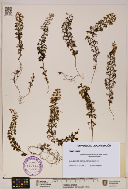Hymenophyllum secundum [Espécimen: ]