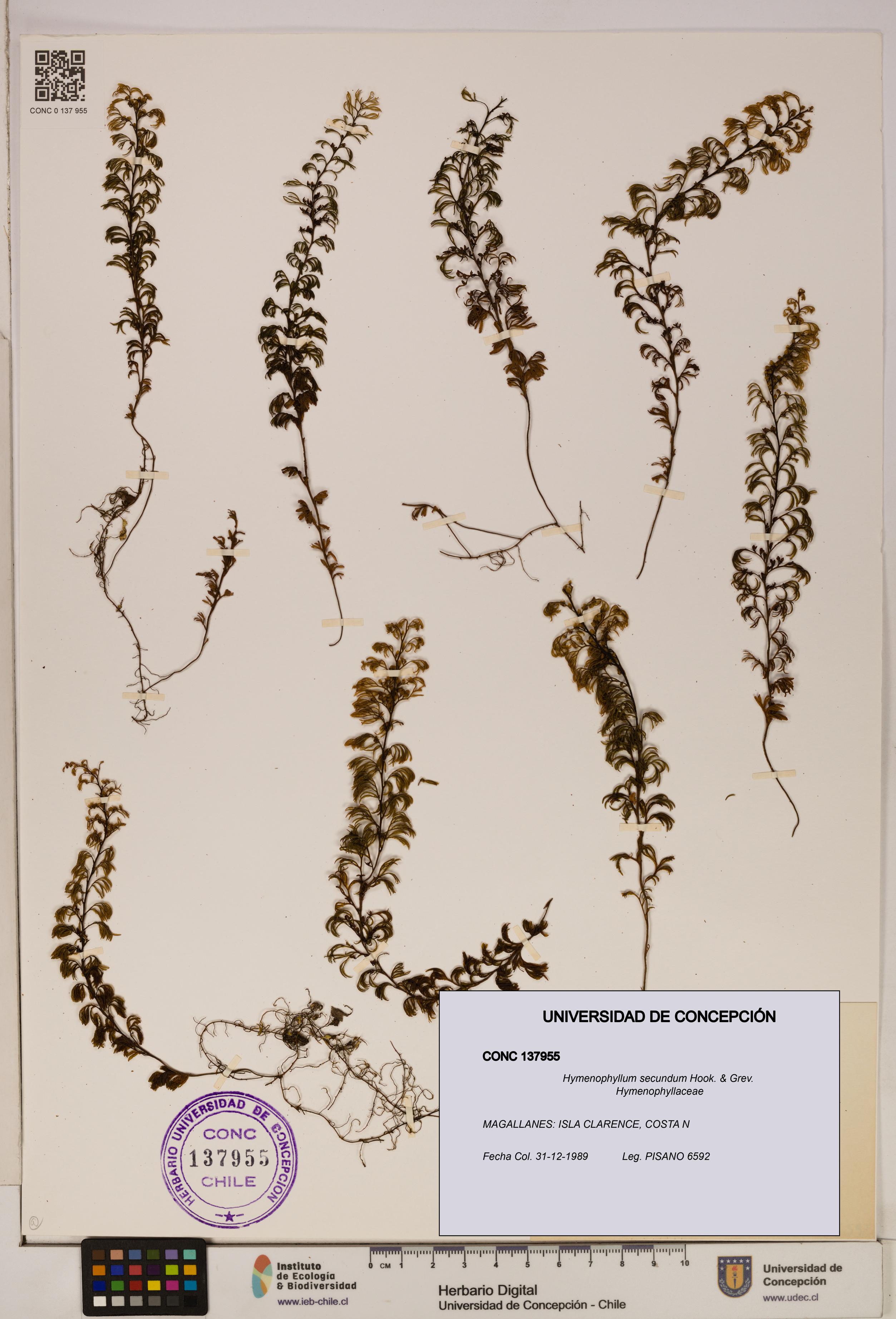 Hymenophyllum secundum [Espécimen: ]