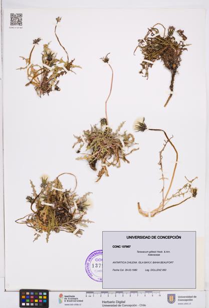 Taraxacum gilliesii [Espécimen: ]